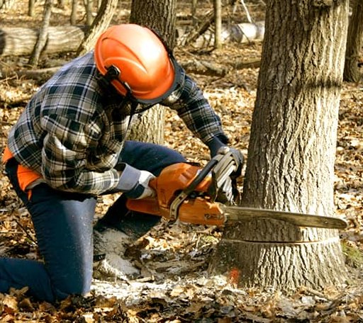 Tree Removal in Canyon Creek, MT